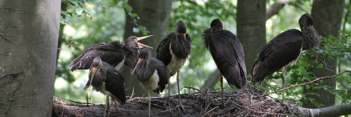 Schwarzstorchnest mit Jungvögeln bei Judenbach