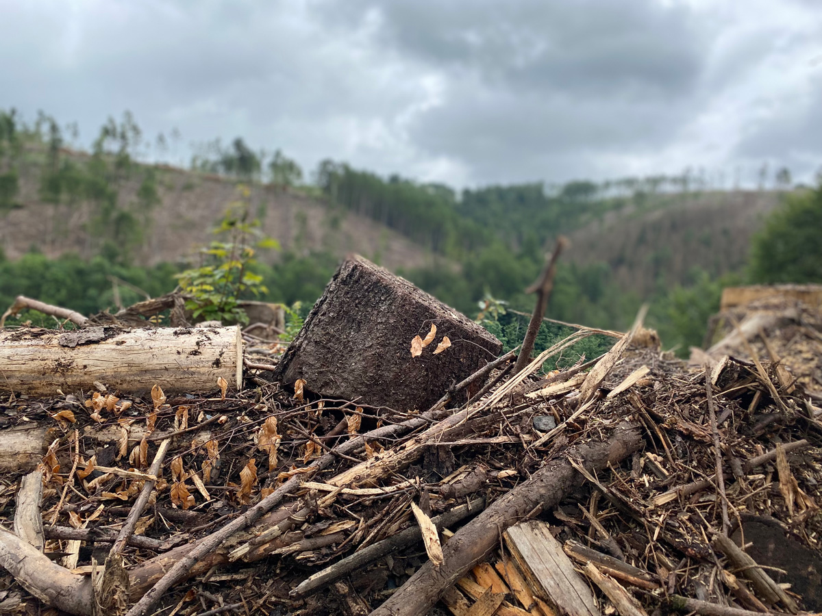 Aufforstungsprojekt-Mein-Wald_Unser-Wald-braucht-Hilfe Aufforstungsprojekt-Mein-Wald_Unser-Wald-braucht-Hilfe