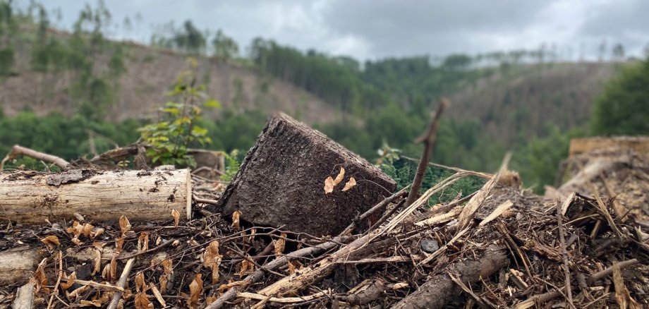 Aufforstungsprojekt-Mein-Wald_Unser-Wald-braucht-Hilfe
