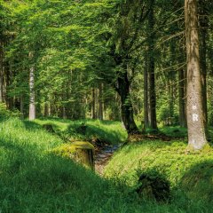 Wald am Rennsteig_Tourismusregion Coburg.Rennsteig_Steffi Rebhan