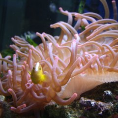 Meeresaquarium Exotarium Nautiland Sonneberg