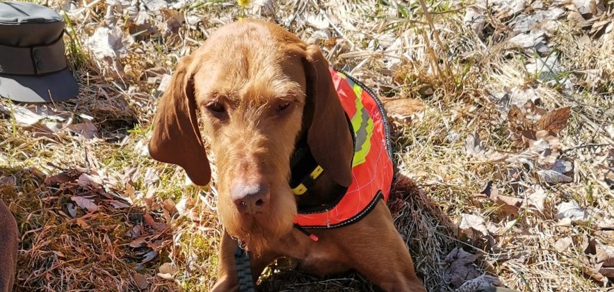 Fallwildsuchhund Nelly