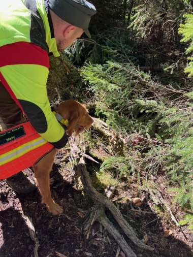 Fallwildsuchhundgespann in Aktion