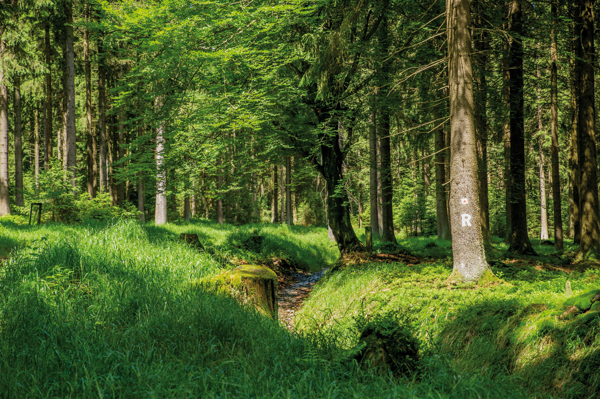 Wald am Rennsteig_Tourismusregion Coburg.Rennsteig_Steffi Rebhan