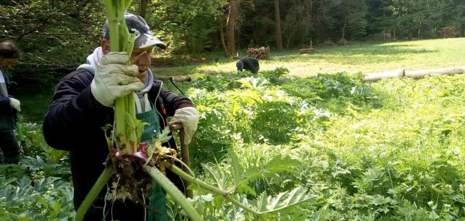 Beschäftigte der ABS Neuhaus bei der Bekämpfung des Riesenbärenklaus im Landkreis Sonneberg