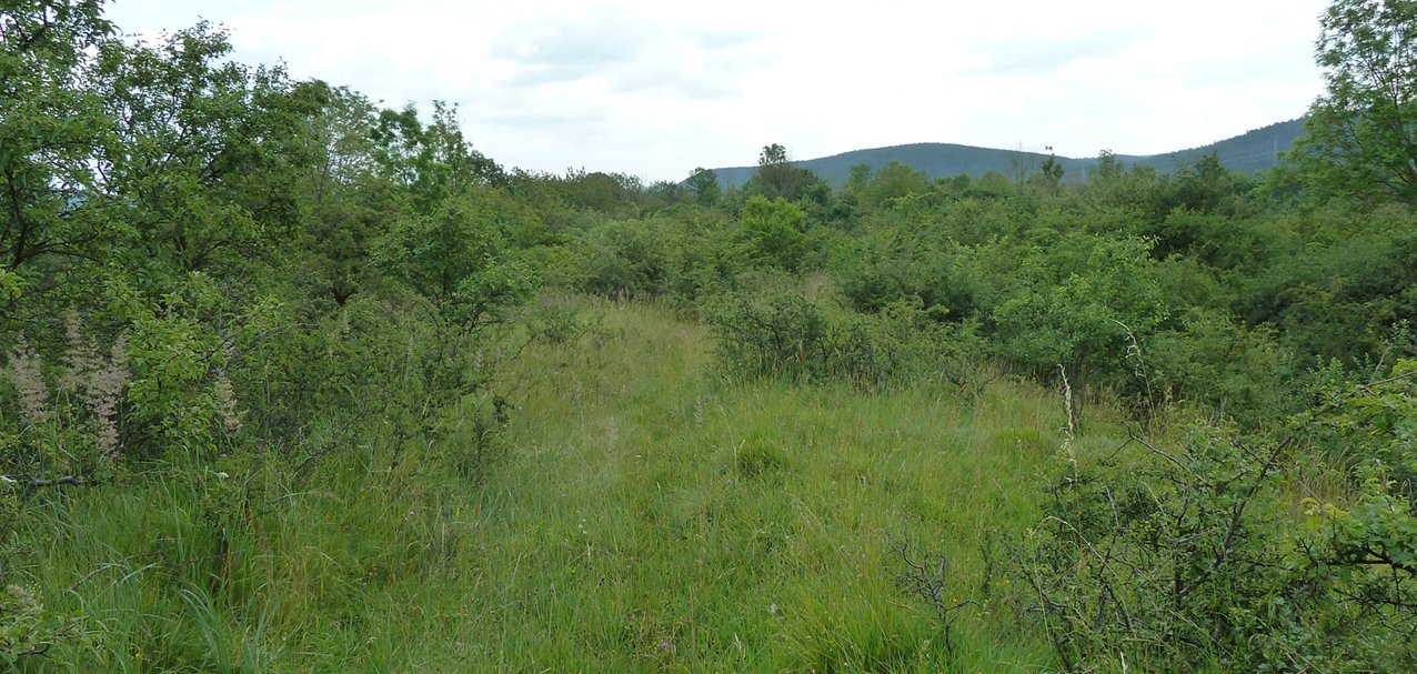 Der „Zechsteinrücken“ bei Rotheul